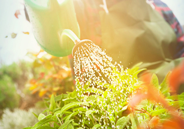 Garden beds and planting installation, Central Florida